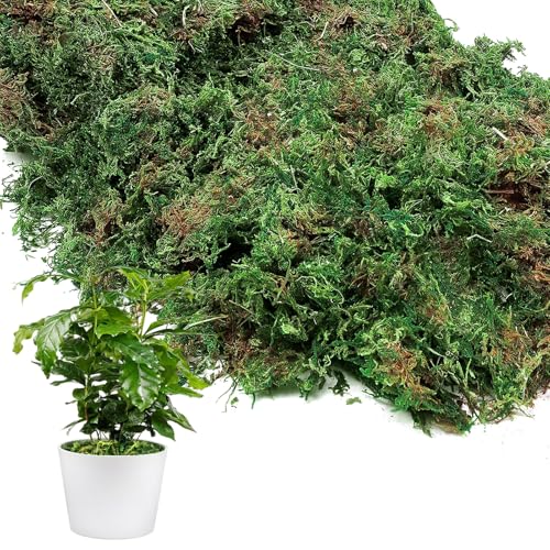10oz Natural Green Moss for Plants Indoor - Dried Forest Real Moss for Crafts, Artificial Fairy Gardens, Mosswall, Glass Terrariums, Floral Design, Home Decor - style: 10oz