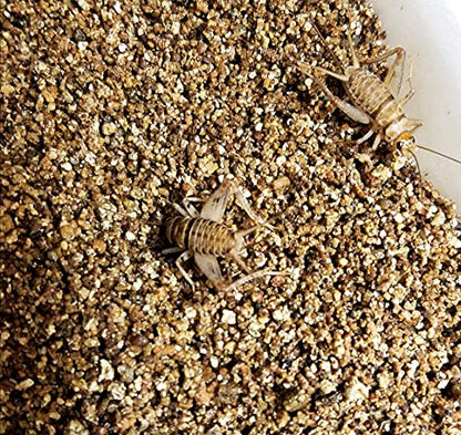 Josh's Frogs Cricket Colony Bundle- Vermiculite Substrate, Food, Ready to Use Water Gel, and Egg Flats (Enough for a 10 Gallon Tank)