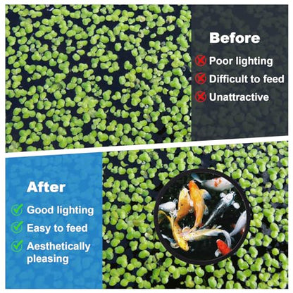 10pcs Fish Feeding Rings Set, 5 Sizes Floating Aquarium Plant Corral | Round Fish Tank Aquarium Accessories for Betta, Goldfish, Turtle (Black)