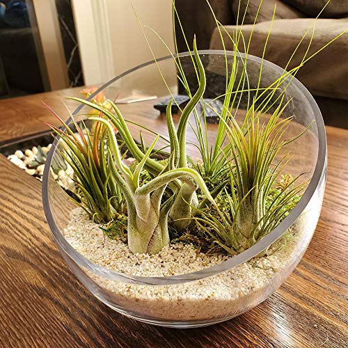 WGV Slant Cut Bowl Glass Vase, Width 9", Height 8.25", Clear Terrarium, Candy Dish, Fruit Jar, Floral Container for Wedding Party Event, Home Office Decor, 1 Piece - size: Slant Bowl 8"H