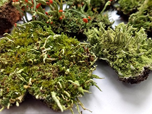 Super Fairy Garden Assortment Moss and Lichen for Terrarium, 6"x9" Bag
