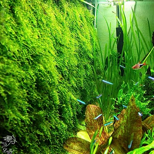 Luffy Decorative Aquatic Moss Wall, 2 Plastic Floor Wire Mesh Sheets, Air Vent Screens, Aquarium Plant Accessory for Seaweed, Net Pad for DIY Projects, Carpet for Fish Tank, 12 x 8 Inches