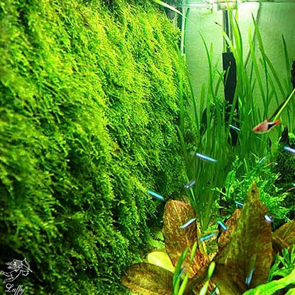 Luffy Decorative Aquatic Moss Wall, 2 Plastic Floor Wire Mesh Sheets, Air Vent Screens, Aquarium Plant Accessory for Seaweed, Net Pad for DIY Projects, Carpet for Fish Tank, 12 x 8 Inches