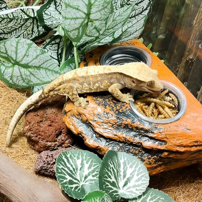 Tfwadmx 0.5oz 500pcs Gecko Feeding Cups, Reptile Food Dish and Water Cups Reptile Feeding Bowls Gecko Tank Accessories for Lizards Snake Crabs - size: 0.5oz 500pcs