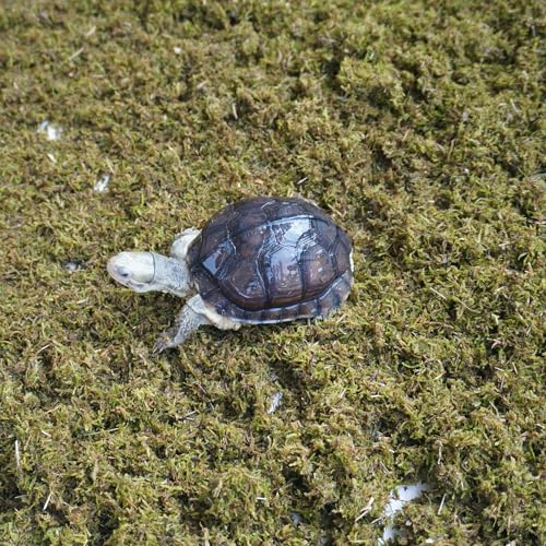 Tortoise Substrate for Burrowing – 5oz Soil Mix with Moss, Moisturizing Terrarium Habitat Bedding for Reptile, Humidity Retaining Enclosure Substrate