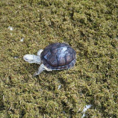 Tortoise Substrate for Burrowing – 5oz Soil Mix with Moss, Moisturizing Terrarium Habitat Bedding for Reptile, Humidity Retaining Enclosure Substrate