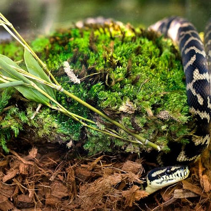Galápagos (05017) Tropicoco® Husk Bedding for Reptiles, Amphibians, & Terrariums High Absorbency, Eco-Friendly, Dust-Free Perfect for Water Dragons, Tortoises, Snakes, & More, 72QT Breeder Block