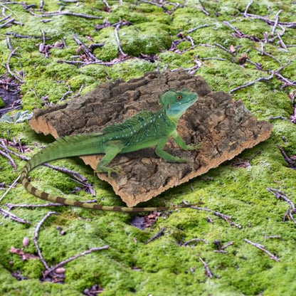 DOITOOL 4 Pcs Cork Bark for Reptiles, 5.9”x5.9” Natural Wood Terrarium Background Decor, Lizard Tank Accessories Climbing Mat Setup for Bearded Dragon Gecko Snake Frog