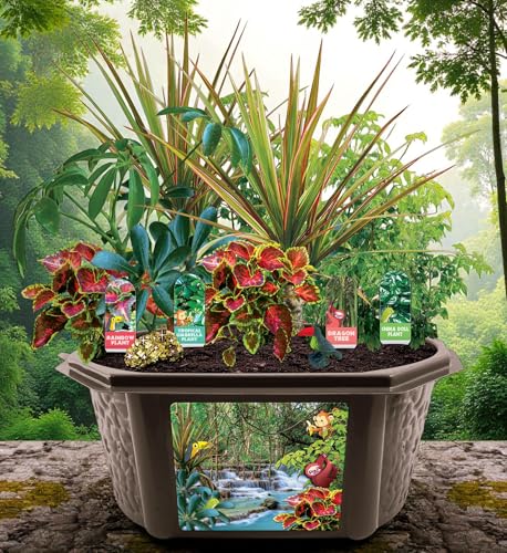 Toys by Biosphere Terrarium Starter Kit with Complete Supplies to Create Your Own Jungle! Indoor Plants for Home Displays and Gardens (Tropical Rainforest Jungle) - style: Tropical Rainforest Jungle