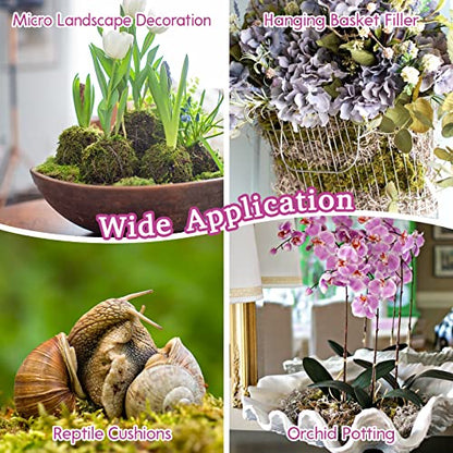 Riare 5.3OZ Premium Sphagnum Moss for Plants- Natural Long Fiber Plant Moss | 6QT High Expansion, Moisture Retention, Drainage, Dried Orchid Moss for Succulent, Carnivorous, Ferns, Reptiles & Terrariums - size: 6QT/5.3oz