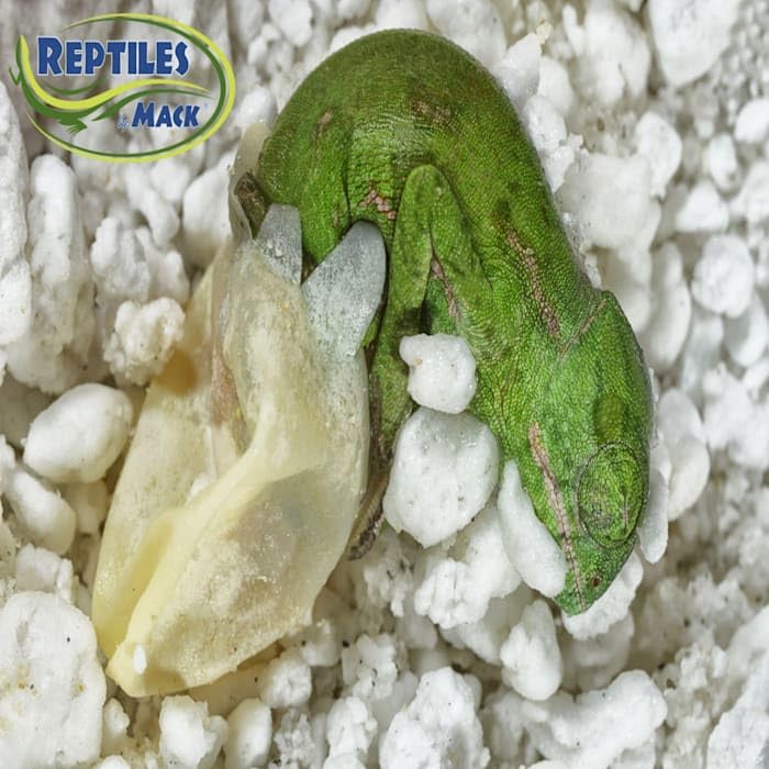 Reptile Incubation KIT, Large