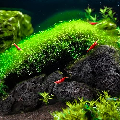 Black Lava Stone Natural Aquascaping Rock 16lb Planted Aquarium | Porous rock; cichlid, shrimp and terrarium - size: 04 Black Lava Stones（3-10inch,16lbs）