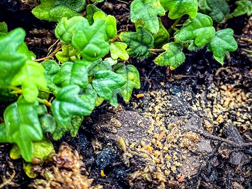Tiny Terrarium Kit 4x4 Inch – DIY BioActive Starter Kit with Live Tropical Plants, Halo LED Grow Light, Soil, Drainage, 25 Dwarf White Isopods, and 25 Fire-Orange Springtails