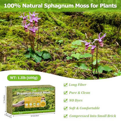 1.3LB Sphagnum Moss for Plants, 25QT Natural Long Fiber Orchid Moss | Drainage & Moisture Retention, Green Plant Moss for Orchid Repotting, Carnivorous, Succulents, Reptile Bedding & Terrariums - size: 1.3LB