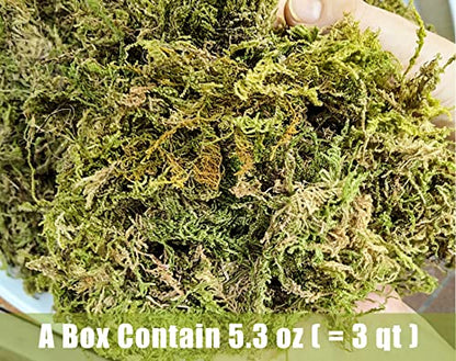 Dried Forest Moss for Plants 16oz / 9qt, Green Orchid Sphagnum Moss, Long Fibered Dried Moss for Succulents Garden Flowers Pot and Reptiles - size: 9qt/16oz
