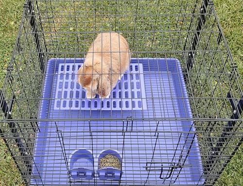 Saguaro Acres Rabbit and Small Animal Cage Resting Mat for Wire Floored Cages 2 Pack (Pink & Purple) - color: Pink & Purple