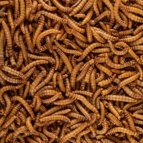Healthy Herp Insectivore Reptile Treat Mealworms - 0.95 oz (27g) | All Natural, Nutritious Turtle Food, Bearded Dragon Tank Accessories - for Bearded Dragons, Box Turtles, Aquatic Turtles