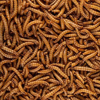 Healthy Herp Insectivore Reptile Treat Mealworms - 0.95 oz (27g) | All Natural, Nutritious Turtle Food, Bearded Dragon Tank Accessories - for Bearded Dragons, Box Turtles, Aquatic Turtles