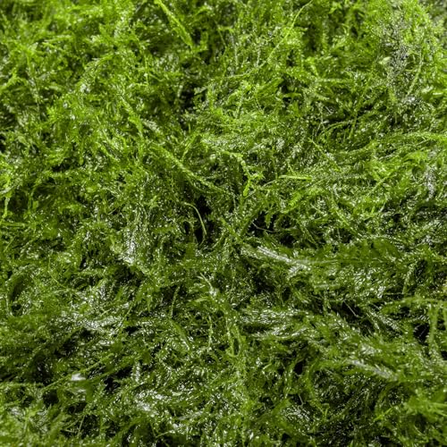 Live Aquarium Plants on Driftwood, Lava Rock, Moss, Fiber Mat - Freshwater Fish Tanks - Easy, Beginner Friendly (Peacock Moss, (One golfball)) - color: Peacock - Golf Ball, size: 1 Pack