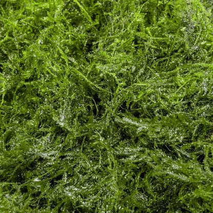 Live Aquarium Plants on Driftwood, Lava Rock, Moss, Fiber Mat - Freshwater Fish Tanks - Easy, Beginner Friendly (Peacock Moss, (One golfball)) - color: Peacock - Golf Ball, size: 1 Pack