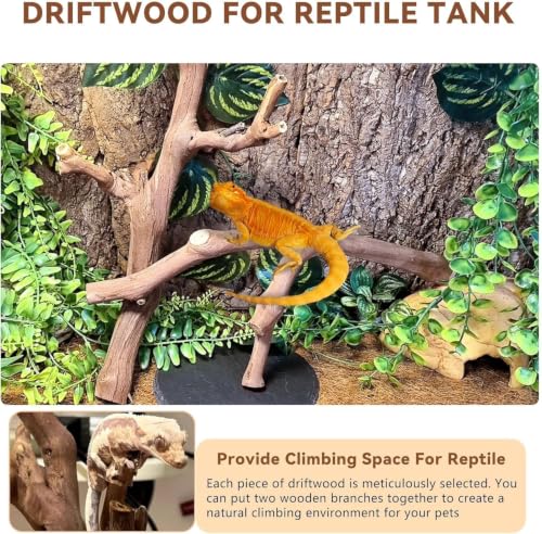 BNOSDM 2PCS Reptile Wood Branches Decor,9.8in Lizard Habitat Natural Wood Decoration,Snake Climbing Branch Accessories,Terrarium Tree Trunk Ornament for Bearded Dragon Gecko Frog Chameleon Spider - color: 2Pcs 9.8in Grapewood Branches
