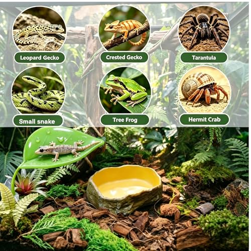 Bearded Dragon Tank Accessories, Terrarium Decor, Ball Python | Leopard gecko,Crested gecko, Chameleon cage accessories,Terrarium plants,Reptile decor,Starter kit,Snake decor,Hermit crab