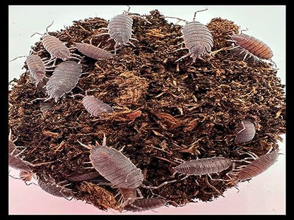 Powder Blue Isopods (Qty-40), for Amphibian/Reptile/Invertebrate Bioactive Habitats, By Critters Direct