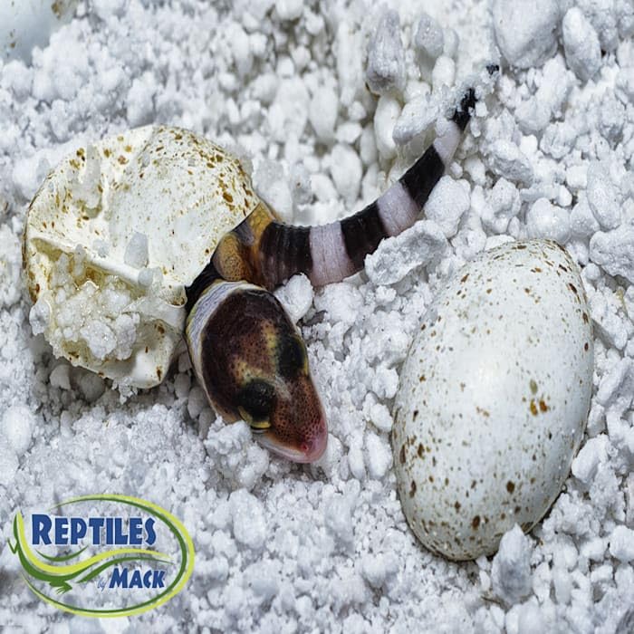 Reptile Incubation KIT, Large