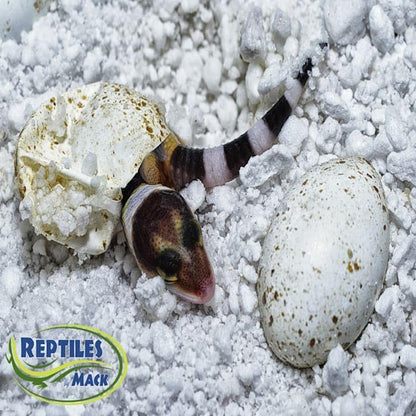Reptile Incubation KIT, Large