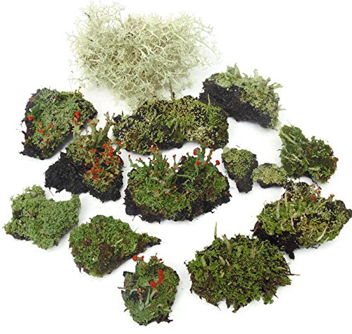 Live Lichen Assortment 4"x6" Bag for Terrariums and Fairy Gardens
