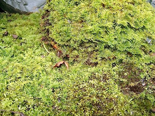 Living Mixed Moss Perfect for terrariums, Bonsai and kokedamas 9"x12" Sheet