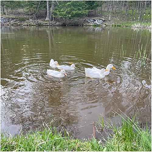 Natural Waterscapes Waterfowl Feed (5 lb) Floating Duck Food | for Wild Ducks, Pet Ducks, Geese, Swans
