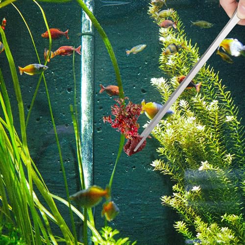 Fri4Free 2PCS 10.6" Stainless Steel Aquarium & Reptile Feeding Tweezers | Straight & Curved Tips, Extra Long, For Lizards Snakes Bearded Dragon, Plant, Aquascape Terrarium Tank Tools,Accessories