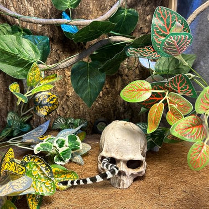 Tfwadmx 11Pcs Human Skull Decor with Plants, Snake Hide, Gecko Tank Accessories, Resin Skull with Climbing Vines Reptile Terrarium Tank Decor for Tarantulas, Lizards