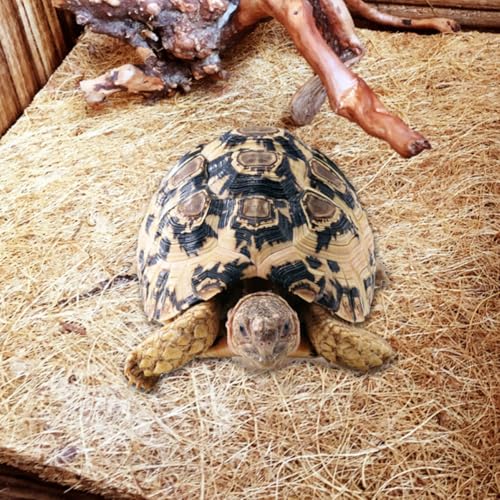 Healifty Reptile Pet Mat Bedding Liner 2pcs Natural Coconut Fiber Breathable Odorless and Anti-Performance Features for Tortoise and Reptile Pet Box for Microlandschaft Landscaping