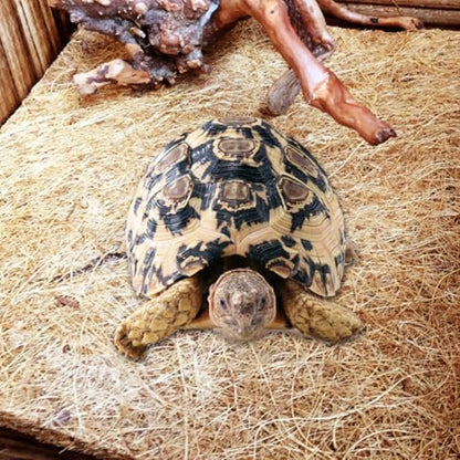 Healifty Reptile Pet Mat Bedding Liner 2pcs Natural Coconut Fiber Breathable Odorless and Anti-Performance Features for Tortoise and Reptile Pet Box for Microlandschaft Landscaping