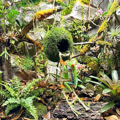Moss Cave Hideout with Hanging Rope & Hemp Climbing Ladder – Natural Reptile Tank Decor Accessories for Crested Geckos, Chameleons, Tree Frogs, Leopard Geckos & Snakes. Terrarium & Vivarium Decor (4") - size: 4"