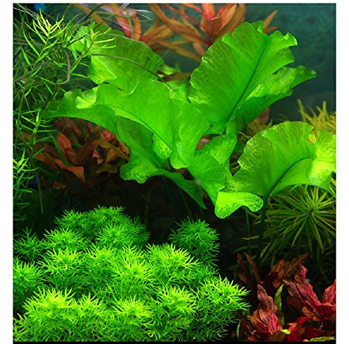 Hewnda 2 LB to Complete Freshwater Planted Aquarium Substrate | Aquatic plant cultivation medium