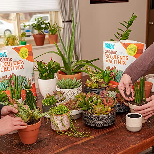 Back to the Roots 100% Organic Succulent & Cacti Mix (6 Quart) | Made in the USA | Premium Nutrition for Indoor and Outdoor Plants - size: 6 Quart, style: Suculent & Catcti Blend
