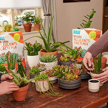 Back to the Roots 100% Organic Succulent & Cacti Mix (6 Quart) | Made in the USA | Premium Nutrition for Indoor and Outdoor Plants - size: 6 Quart, style: Suculent & Catcti Blend