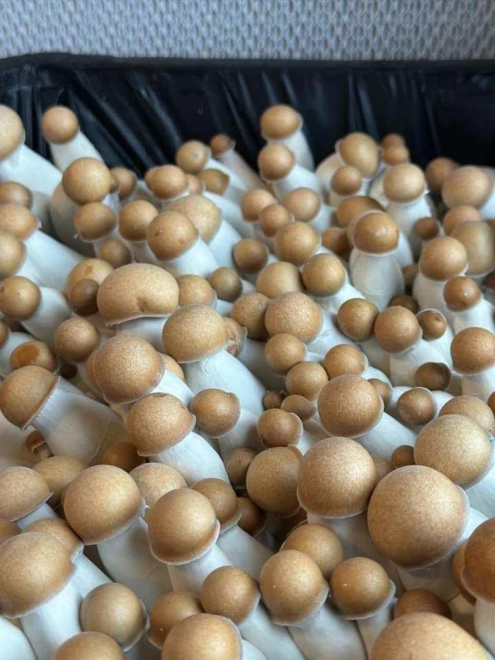 Premium Bulk Mushroom Substrate Mix | Fully Pastuerized | Maximum Yield | for Dung & Grain Loving Mushrooms (5 LBS)