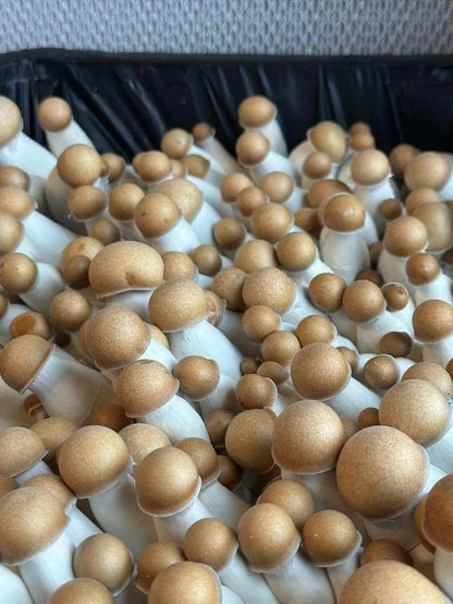 Premium Bulk Mushroom Substrate Mix | Fully Pastuerized | Maximum Yield | for Dung & Grain Loving Mushrooms (5 LBS)