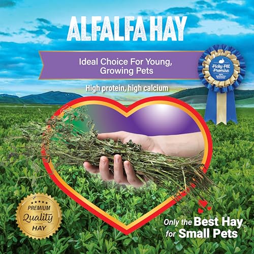 Small Pet Select Alfalfa Hay Pet Food for Young Rabbits, Guinea Pigs, Chinchillas, Tortoises and Other Small Animals, Easy to Store Box, 5 LB - size: 5 Pound (Pack of 1)