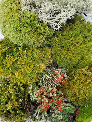 Super Fairy Garden Assortment Moss and Lichen for Terrarium, 6"x9" Bag