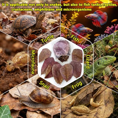 30PCS Premium Indian Almond Leaves - 9.8in Large Catappa Leaf for Snakes, Betta Fish, Shrimp, Aquarium - Release Natural Tannins, Water Softener, Bioactive Leaf Litter for Corn Snake, Ball Python