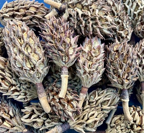 10 Magnolia Tree Seed Pods Organic Pet Reptile Bioactive Terrarium Vivarium Heat Treated Frog Snake Isopods Crafts Supply Ships Fast