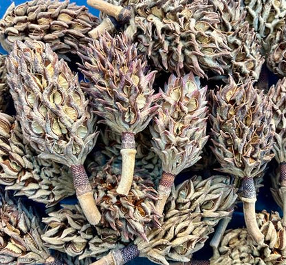 10 Magnolia Tree Seed Pods Organic Pet Reptile Bioactive Terrarium Vivarium Heat Treated Frog Snake Isopods Crafts Supply Ships Fast