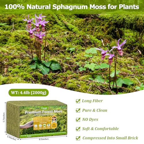 4.4LB Sphagnum Moss for Plants, 80QT Natural Long Fiber Orchid Moss | Drainage & Moisture Retention, Green Plant Moss for Orchid Repotting, Carnivorous, Succulents, Reptile Bedding & Terrariums - size: 4.4LB