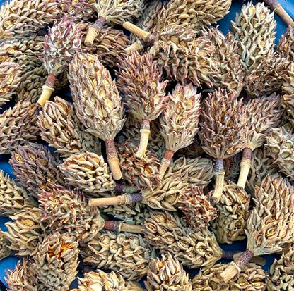 10 Magnolia Tree Seed Pods Organic Pet Reptile Bioactive Terrarium Vivarium Heat Treated Frog Snake Isopods Crafts Supply Ships Fast