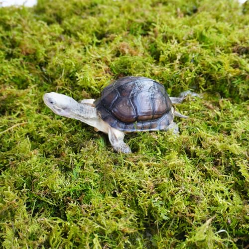 Sphagnum Moss for Tortoise - 8oz Natural Reptile Substrate for Humidity & Burrowing, Moisture-Retaining Terrarium Bedding for Box Turtles, Hermit Crabs & Amphibians, Decorative Vivarium Moss